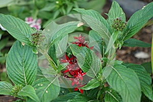 Pentas lanceolata, commonly known as Egyptian starcluster, is a species of flowering plant in the madder family, Rubiaceae. Berlin