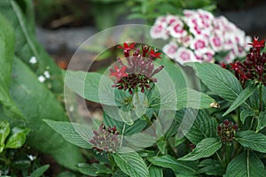 Pentas lanceolata, commonly known as Egyptian starcluster, is a species of flowering plant in the madder family, Rubiaceae. Berlin