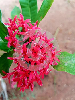 Pentas lanceolata, Egyptian starcluster, family Rubiaceae, Jungle geranium red flower, bunch of small red flowers