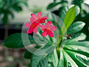 Pentas lanceolata flower