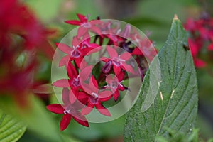 Pentas Lanceolata Flower