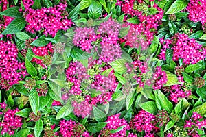 Pentas lanceolata flowers