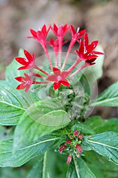 Pentas lanceolata (Forssk.) K. Schum. flowers