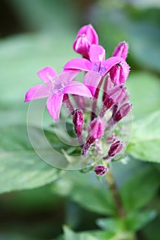 The purple Pentas lanceolata (Forssk.) K. Schum. flowers and buds photo