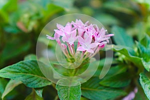 Pentas lanceolata pink flower plant between the green leaves photo