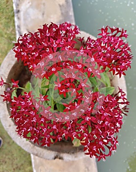 Pentas lanceolata Plant in the garden or park