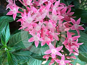 Pentas lanceolata or star flowers