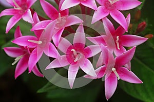 Pentas pink white flower