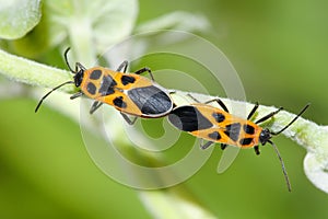 Pentatomidae photo