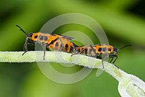 Pentatomidae photo