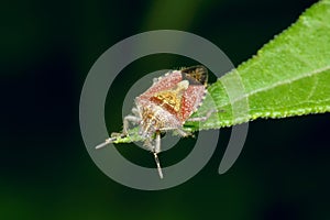 Pentatomidae photo