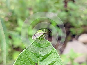 (Pentatomidae) or leaf ladybugs  photo