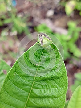 (Pentatomidae) or leaf ladybugs photo