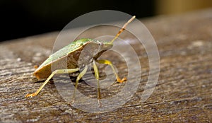 pentatomidae palomena on a wood photo