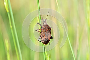 Pentatomidae stink bug or shield bug , Hemiptera insect