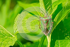 Pentatomidae stinkbug