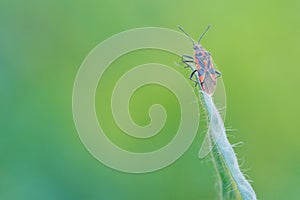 Pentatomidae stinkbug photo