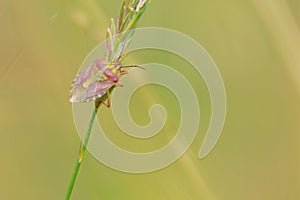 Pentatomidae stinkbug