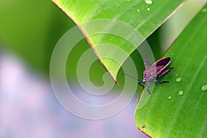 Pentatomoidea Acanthosoma