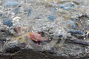 Pentatomoidea beetle