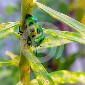 Pentatomoidea a green stink bug microfono spia