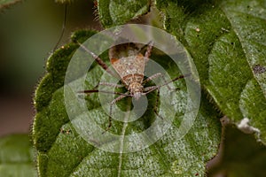 Pentatomomorph Bug nymph