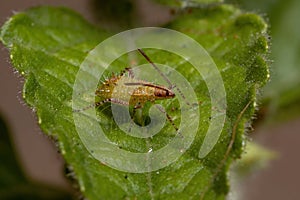Pentatomomorph Bug nymph