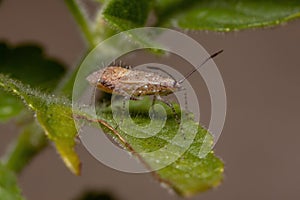 Pentatomomorph Bug nymph