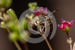 Pentatomomorph Bug nymph