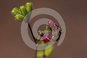 Pentatomomorph Bug nymph