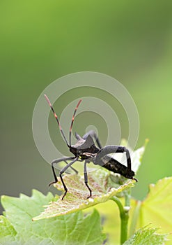 Pentatomomorpha bedbugs. Black beetle with 6 legs and long striped red-black mustache sits on leaf, green background photo