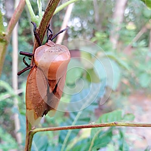 Pentatomomorpha is commonly known as stink bug or ladybug in Central Java, Indonesia photo