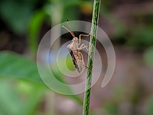 The Pentatomomorpha comprise an infraorder of insects in the true bug order Hemiptera. photo