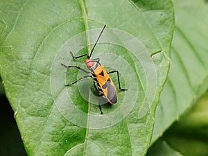 The Pentatomomorpha photo