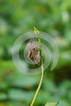 Pentatomomorpha hanging out together on a leaf photo