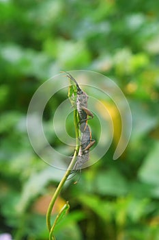Pentatomomorpha hanging out together on a leaf photo