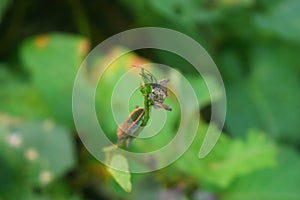 Pentatomomorpha hanging out together on a leaf photo