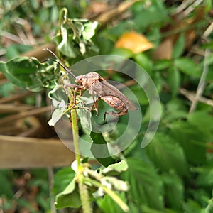 Pentatomomorpha s including insects if disturbed, emit a smell photo