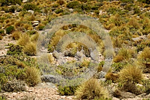 Pentland`s Tinamou or Puna Tinamou Birds Grazing in the Puna Grassland of Eduardo Avaroa Andean Fauna National Reserve, Bolivia