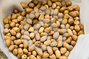 Penut , groundnut