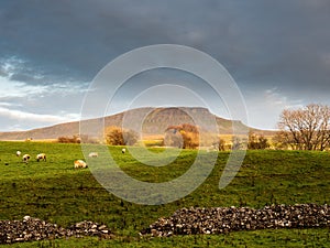 Penyghent mountain with Swaledale sheep
