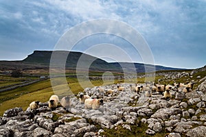 Penyghent mountain with Swaledale sheep