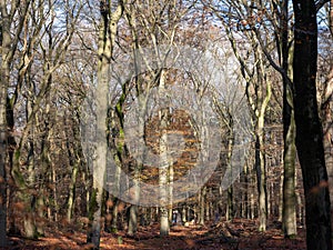 peolpe walk the dog in late autumn beech forest