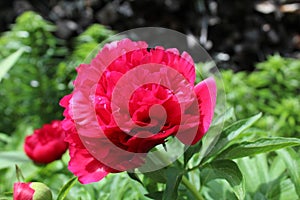 Peon flower burgundy close-up. Blossoming, spring, floral festive background. Valentine`s Day and International Women`s Day.