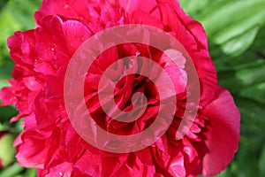 Peon flower burgundy close-up. Blossoming, spring, floral festive background. Valentine`s Day and International Women`s Day.