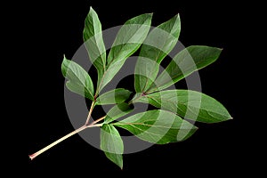 Peon flower leaf