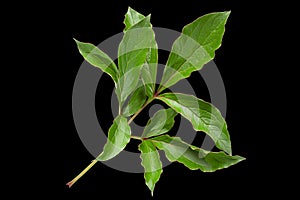 Peon flower leaf photo