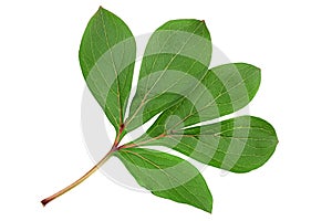 Peon flower leaf