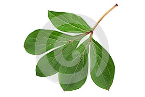 Peon flower leaf