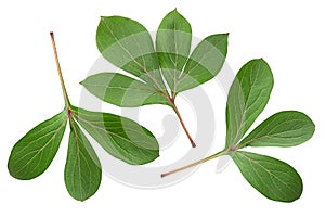 Peon flower leaf